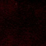 ANTARES Alchimia Alchimia 305